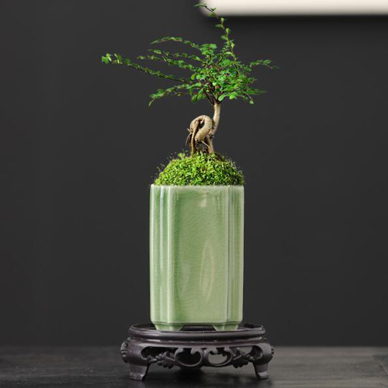 Bonsai Garden Art - Porcelanowy kwadrat Celadon Glazed Orchid Flowerpot
