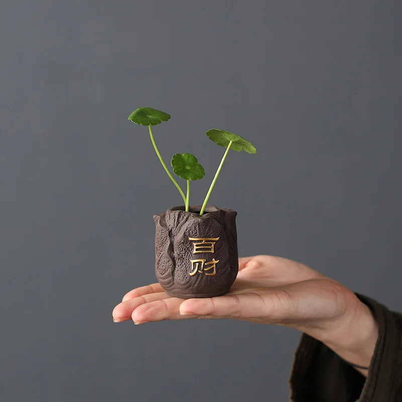 Kreatywna fioletowa gliniana h – Bonsai Garden Mini recenzja i cena