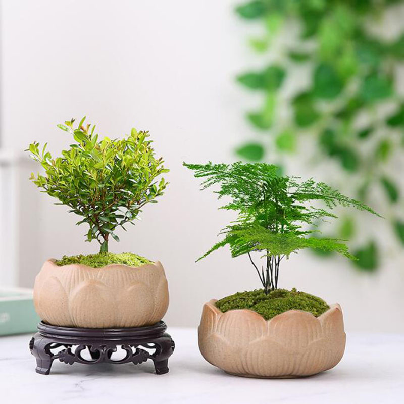 Gruba ceramika Lotos Zielona d – Bonsai Garden Art recenzja i cena