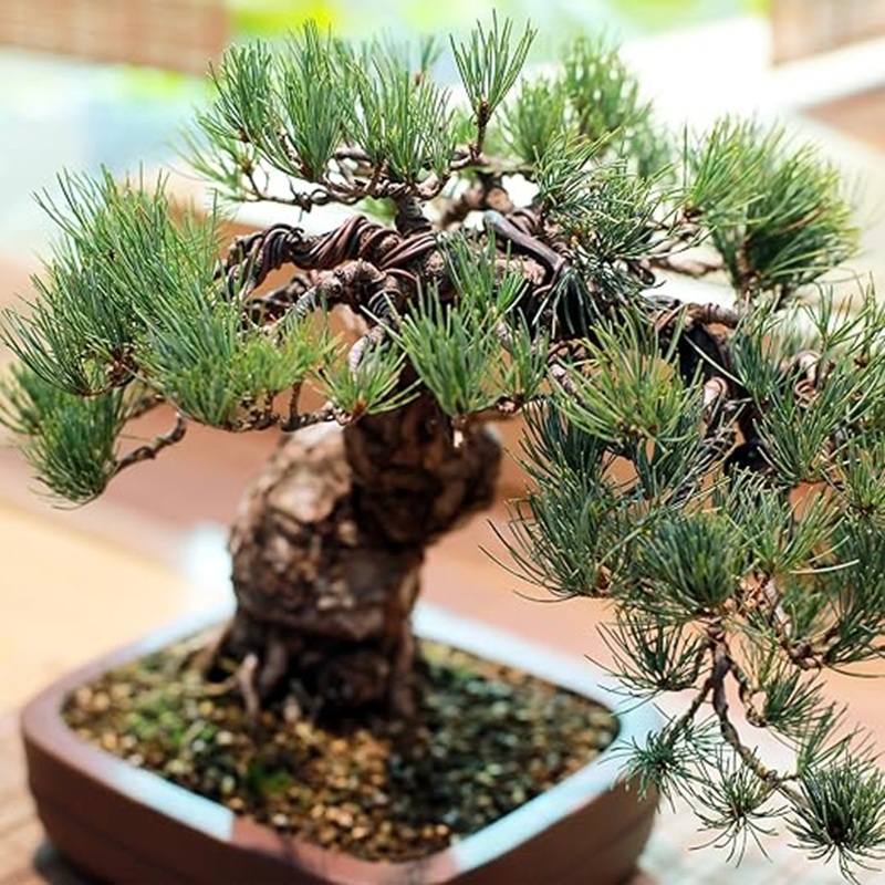 Drut aluminiowy do bonsai, cza – Bonsai Garden Art recenzja i cena
