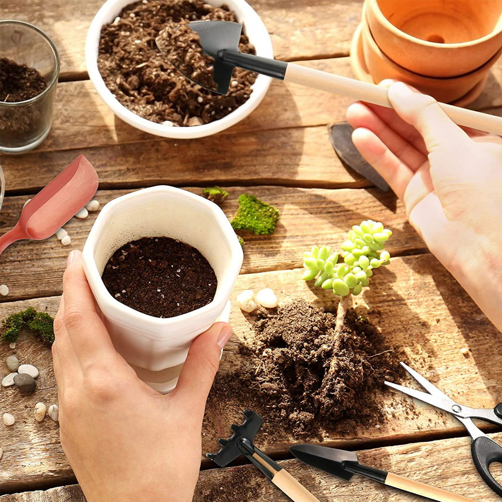 Soczyste rośliny narzędzia Min – Bonsai Garden Mini recenzja i cena